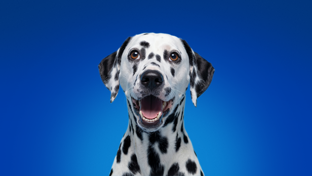 Pet-friendly
